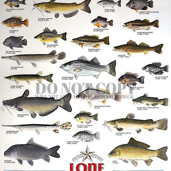 Lone Star Beer Poster 8 X 10 ~ Texas Fresh Water Fish Series ~ Awesome Art Print - Picture 2 of 2
